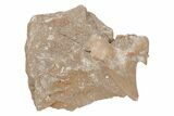 Otodus Shark Tooth Fossil in Rock - Eocene #215630-1